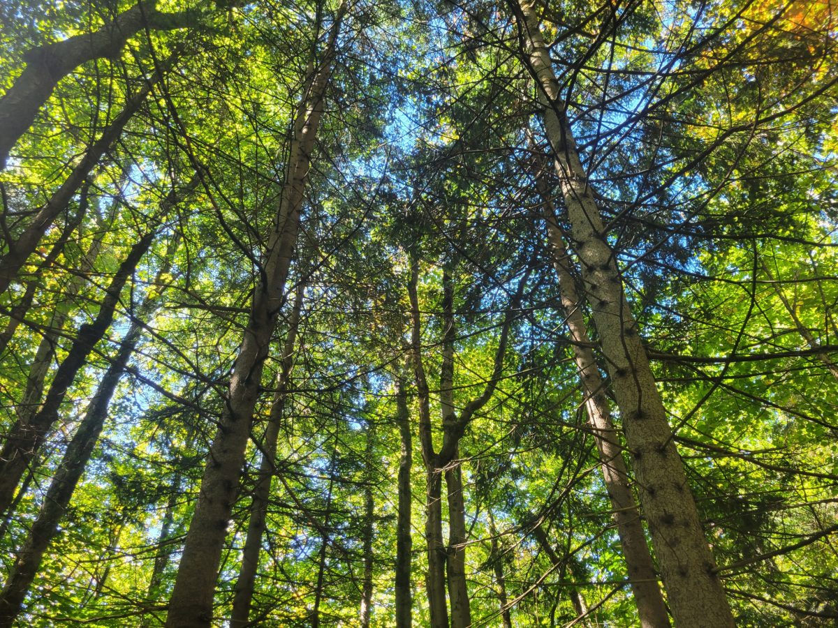 Our towns in Western Mass. are getting shortchanged under the reimbursement formula for state-owned land 
