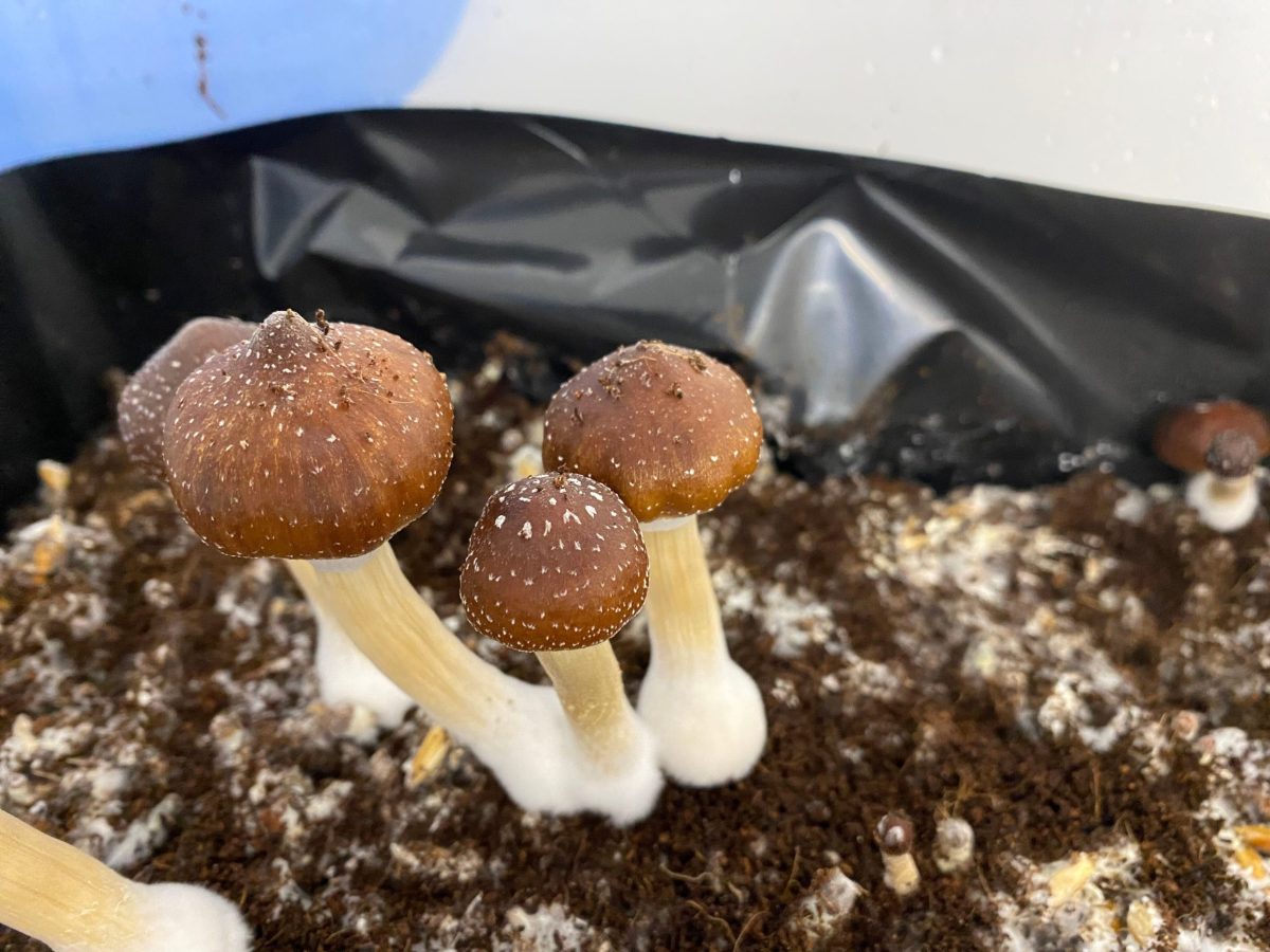 Lessons to learn from Oregon on psychedelics ballot measure